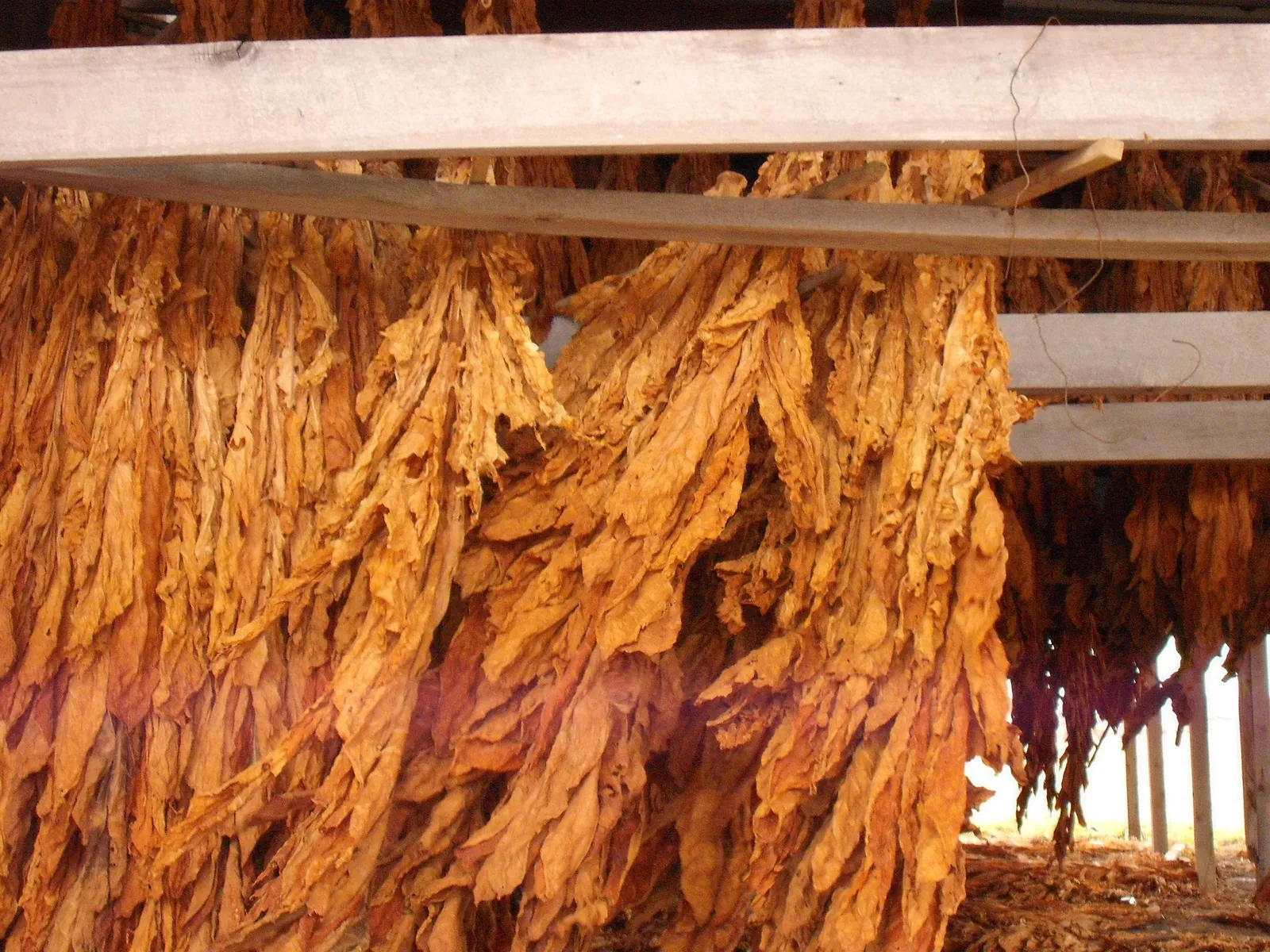 Dense curtains of cured orange tobacco leaves hanging from wooden beams in a shed, lit warm from the side.