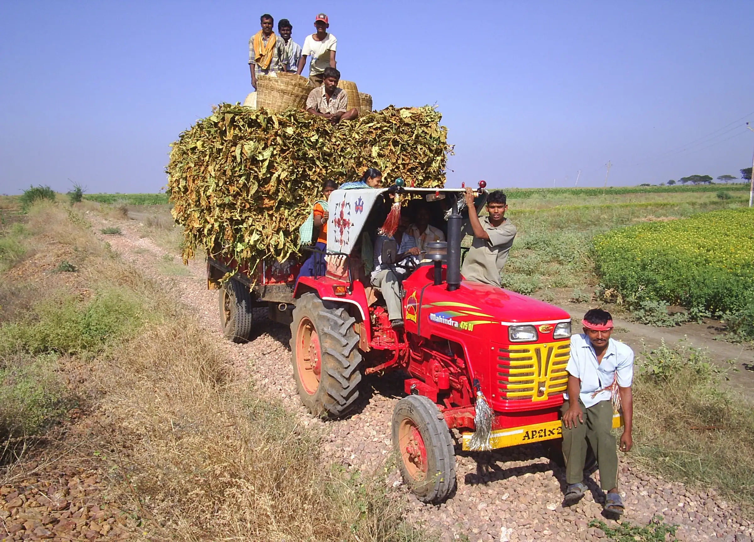 A red Mahindra tractor pulling a trolley piled high with dried tobacco along a dirt track beside green fields, workers sitting on top of the load and others standing by the tractor